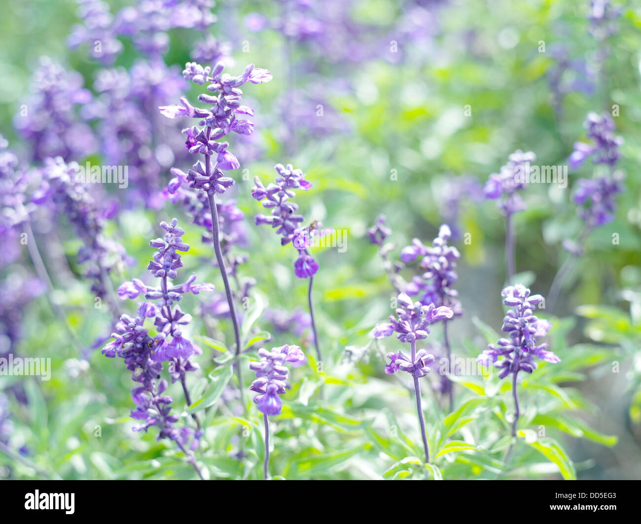 Blue salvia hi-res stock photography and images - Alamy