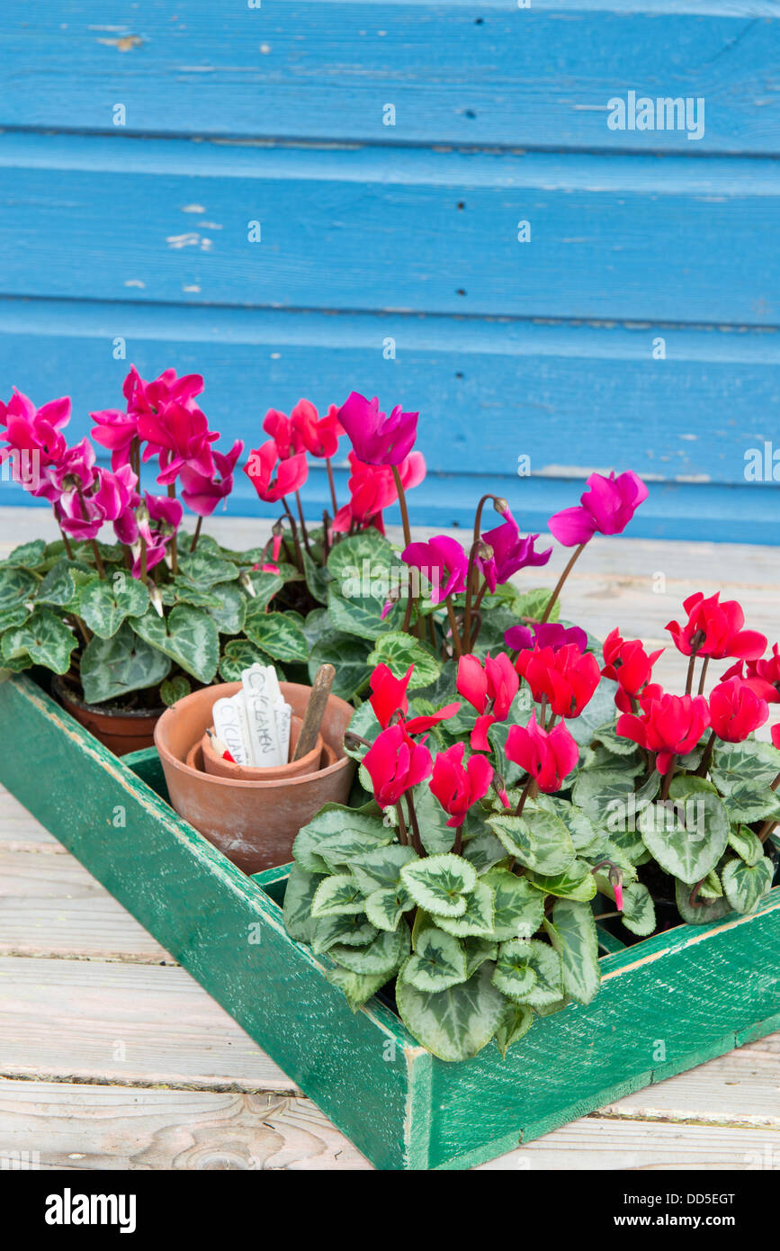 Still life of Hardy cyclamen, flowering, in pots ready for planting with plastic labels. Stock Photo