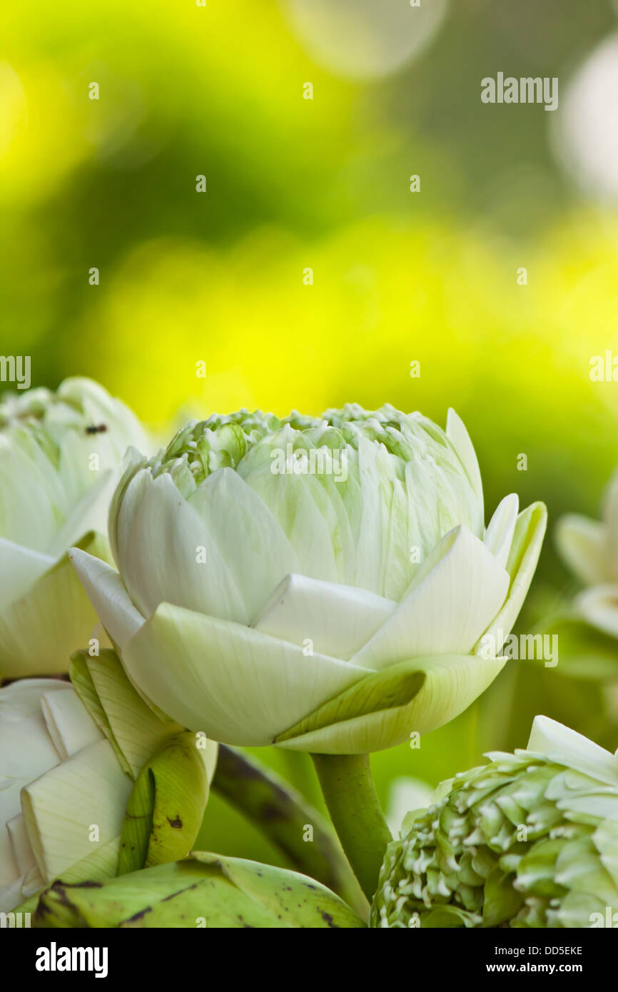 Beauty of lotus Stock Photo