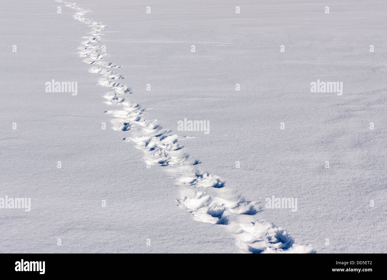 Human Footprints In Deep Snow On Sunny Day Stock Photo - Alamy