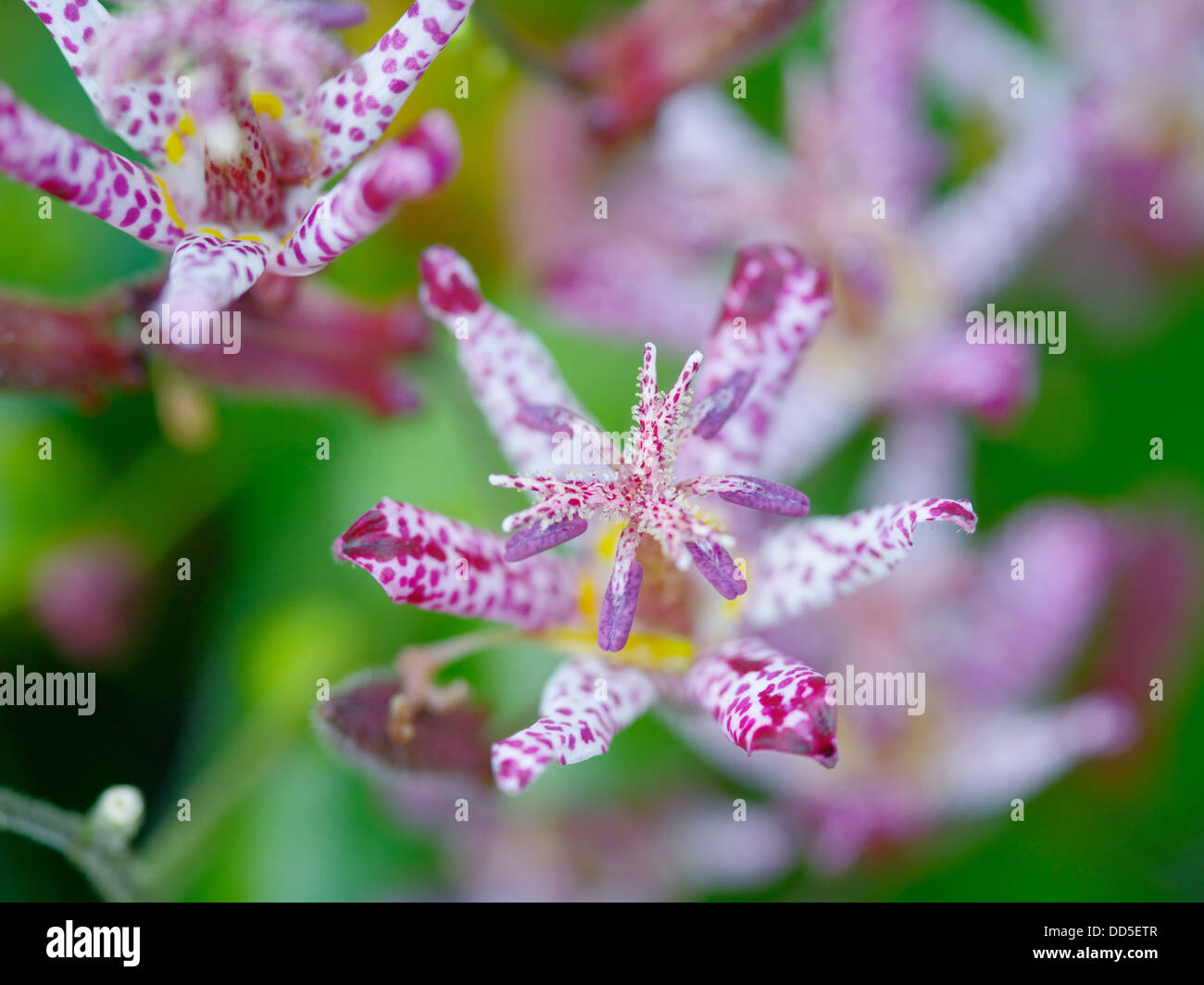 Toad lily flowers Stock Photo Alamy
