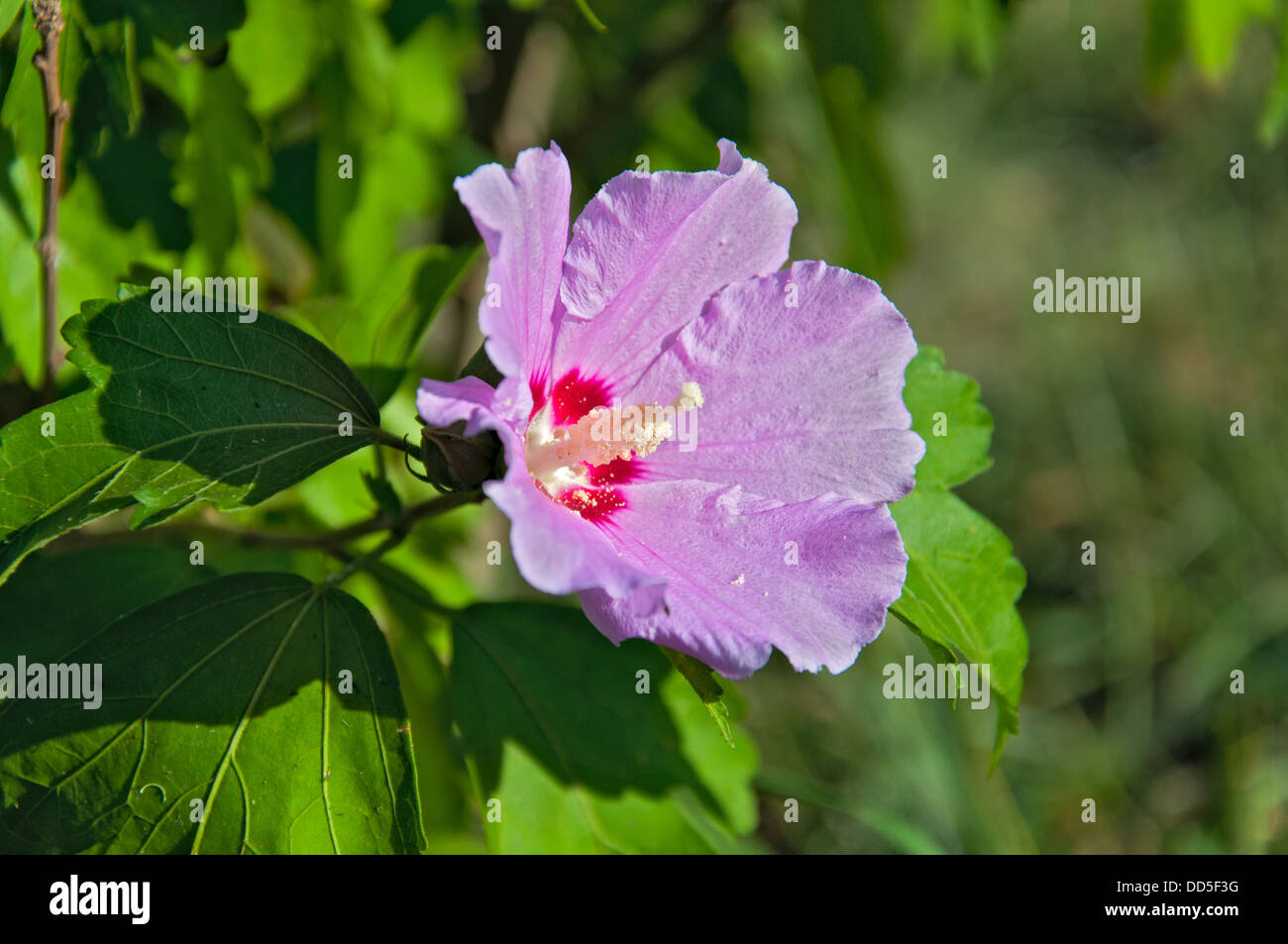 Malva flower of a pink color. Closeup. Stock Photo