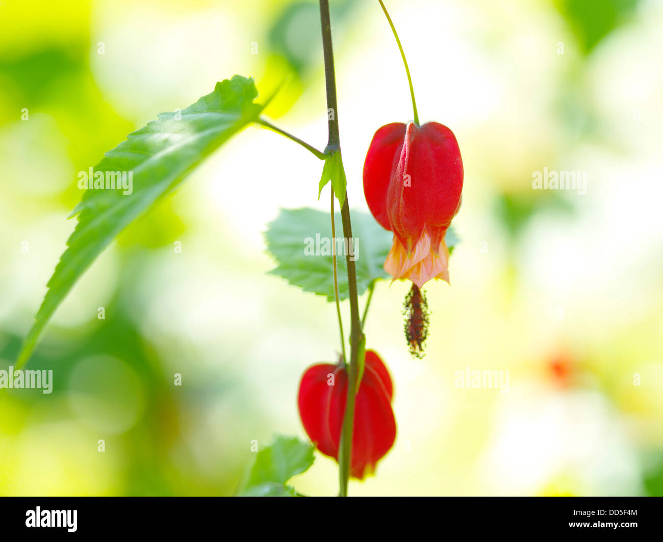 Chinese bell flowers Stock Photo