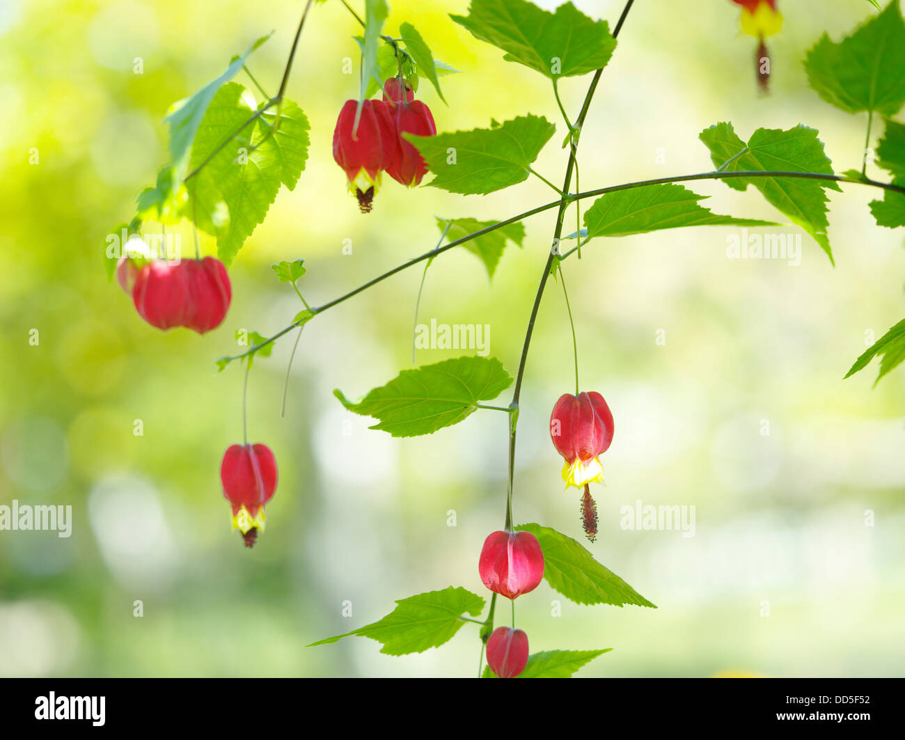 Chinese bell flowers Stock Photo