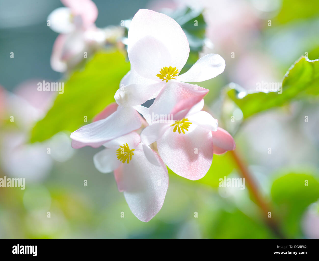 Begonia flowers Stock Photo