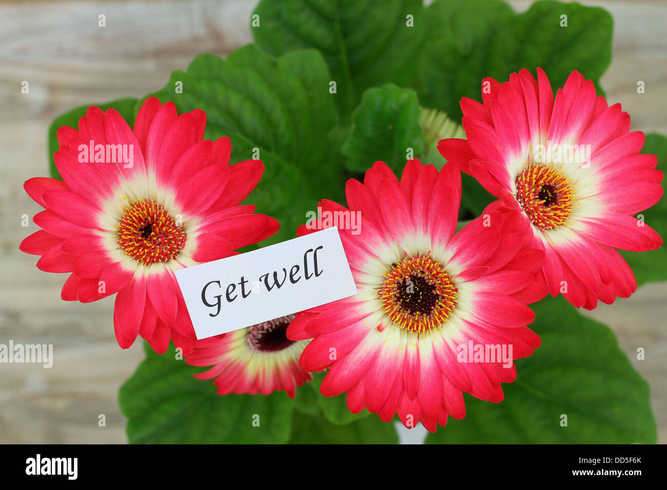 Get Well Card With Red Gerbera Daisies Stock Photo Alamy get-well-card-with-red-gerbera-daisies-stock-photo-alamy