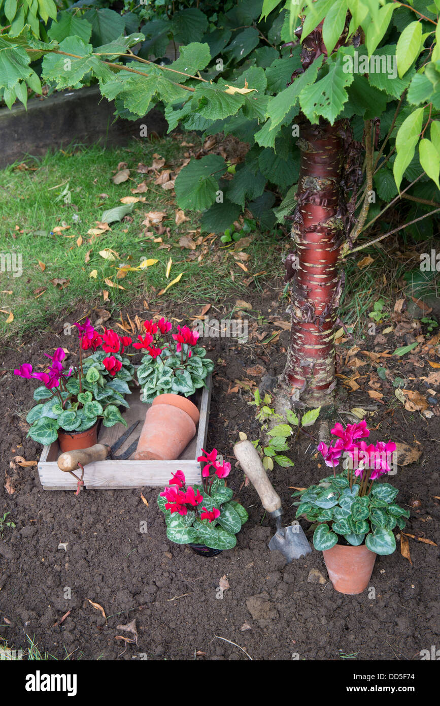 Hardy cyclamen, flowering, in pots ready for planting under snakeskin cherry. Stock Photo