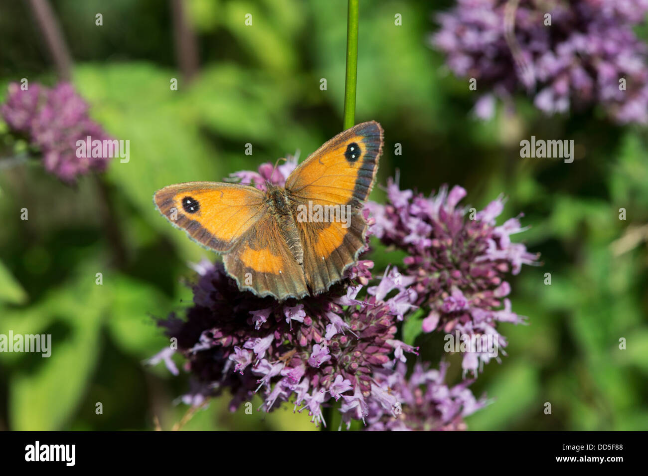 Gatekeeper butterfly on wild marjoram flower Stock Photo