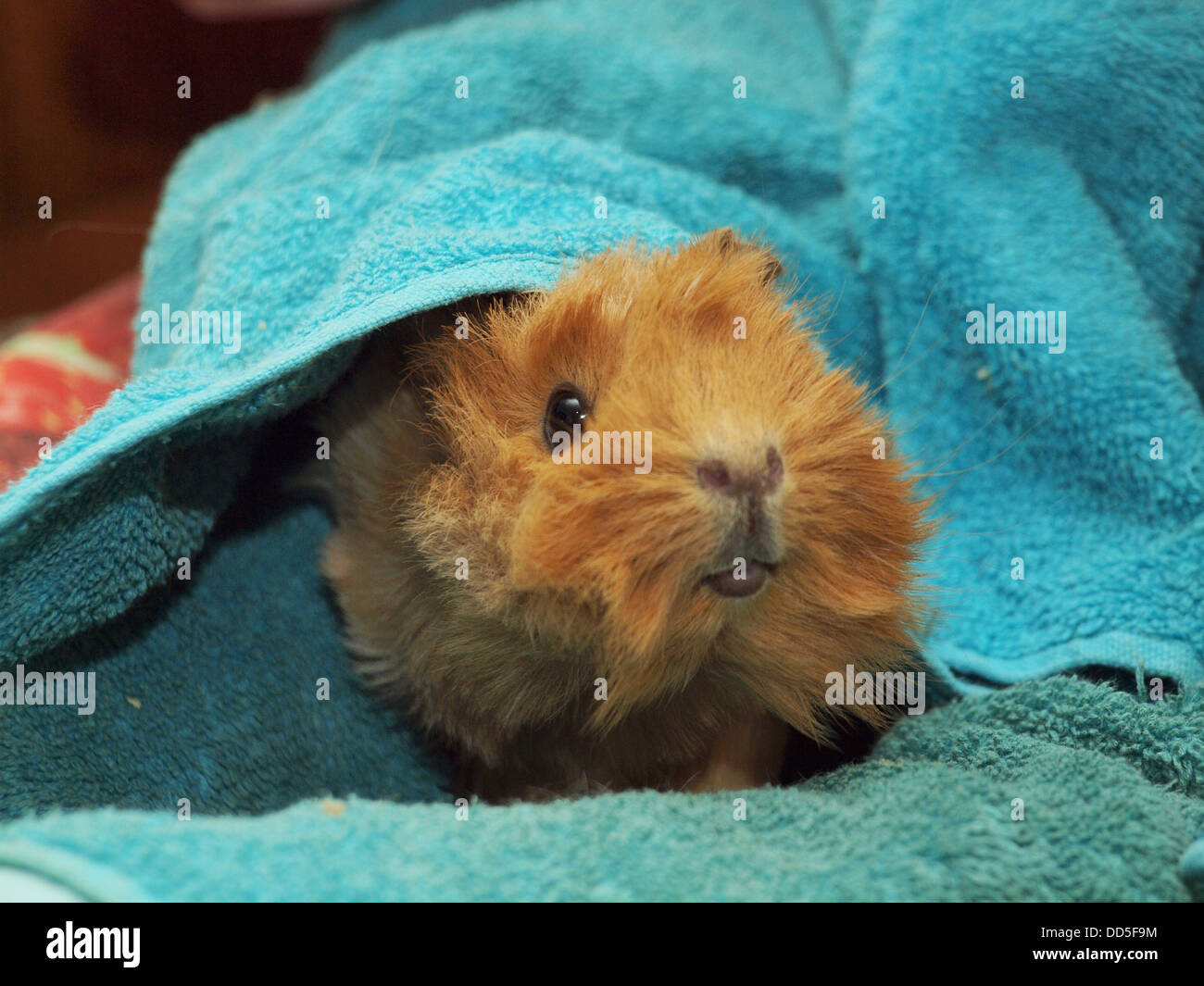 Guinea pig in a towel Stock Photo Alamy