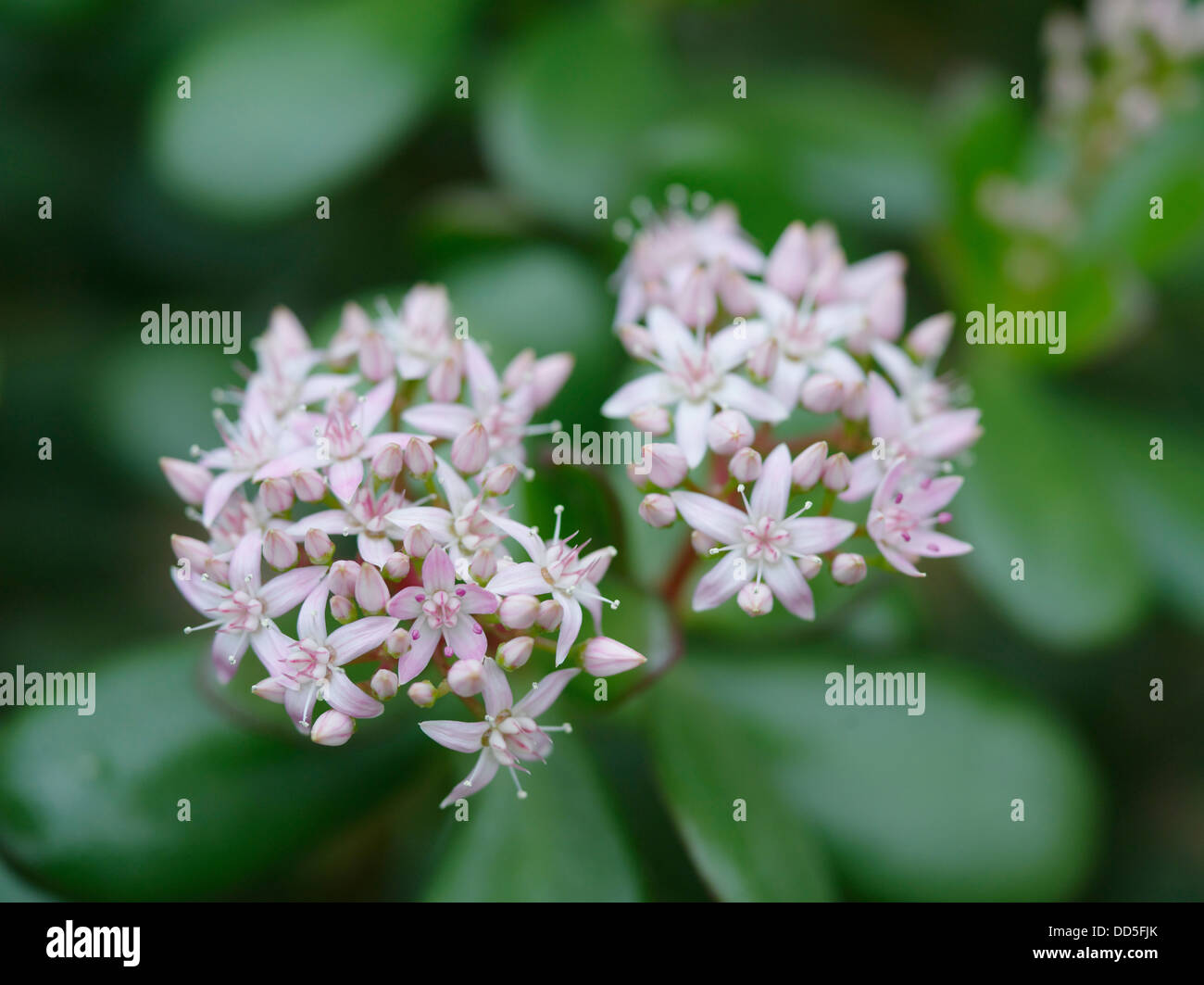 Crassula flowers Stock Photo