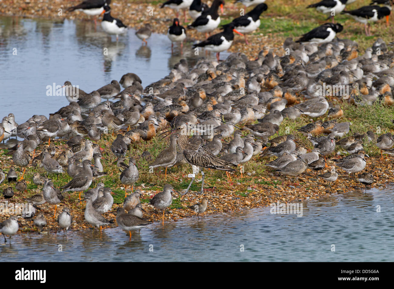 Curlew with tag, Knot Redshank Dunlins at High tide Roost at RSPB Snettisham Norfolk Stock Photo