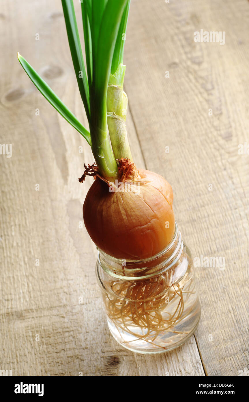 Download Green Onion Growing In A Glass Jar With Water On A Wooden Table Stock Photo Alamy Yellowimages Mockups