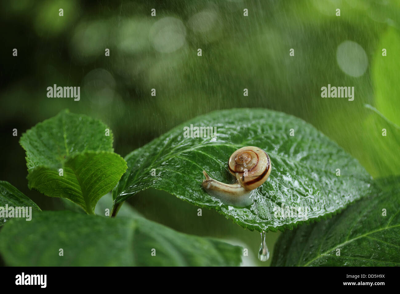 Snail on hydrangea leaf Stock Photo Alamy