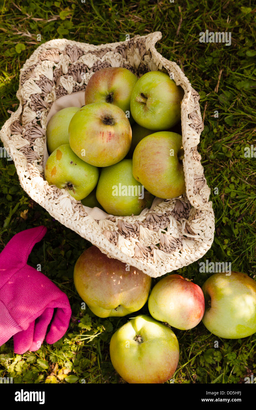 harvested grenadier apples collected in a raffia hat with gardening glove Stock Photo
