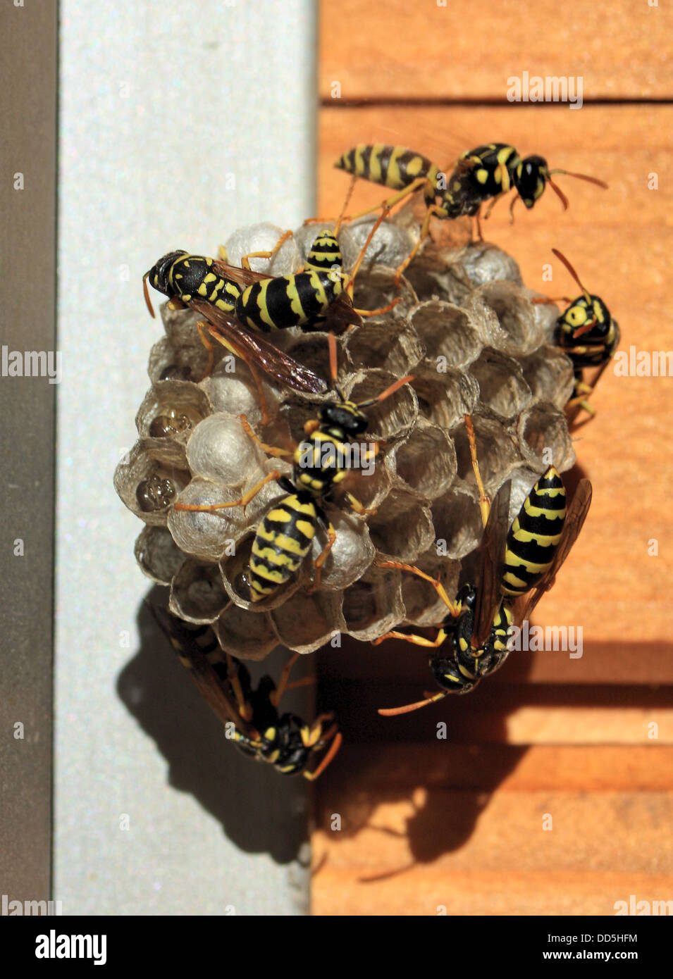 European Paper Wasps (Polistes dominula) building a nests attached to a roof, Italy, in Summer. Stock Photo