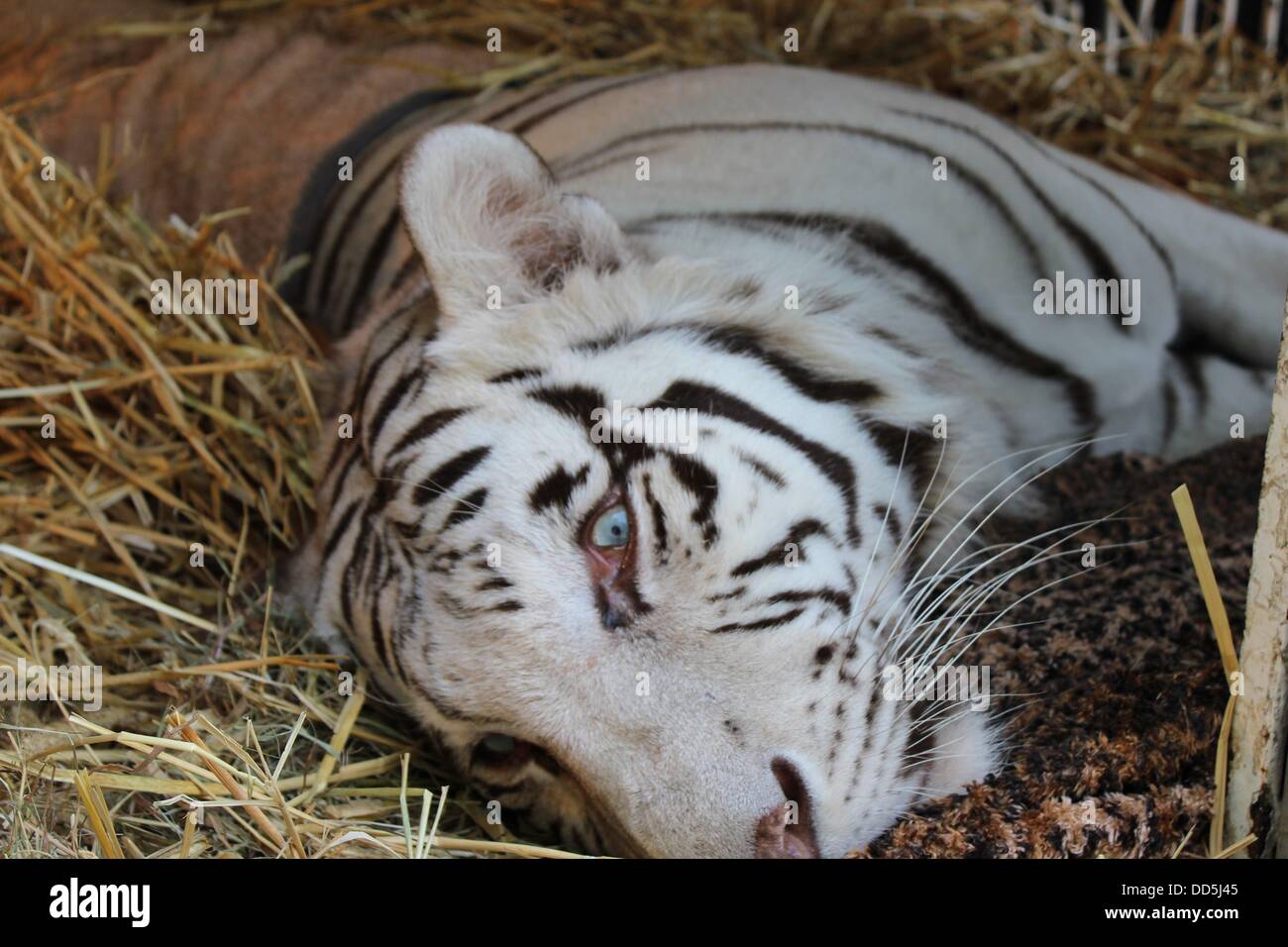 HANDOUT - A handout photo by the movie animal park Eschede dated August 2013 shows the white tiger resting on straw in the movie animal park in Eschede, Germany. The animal from HANDOUT - A handout photo by the movie animal park Eschede dated August 2013 shows the white tiger resting on straw in the movie animal park in Eschede, Germany. The animal from