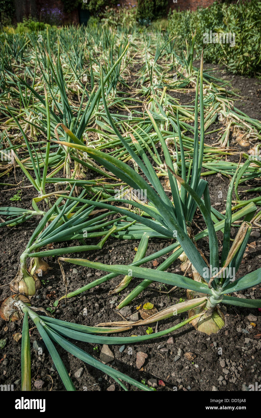 Organic onions growing in soil in summer. Stock Photo