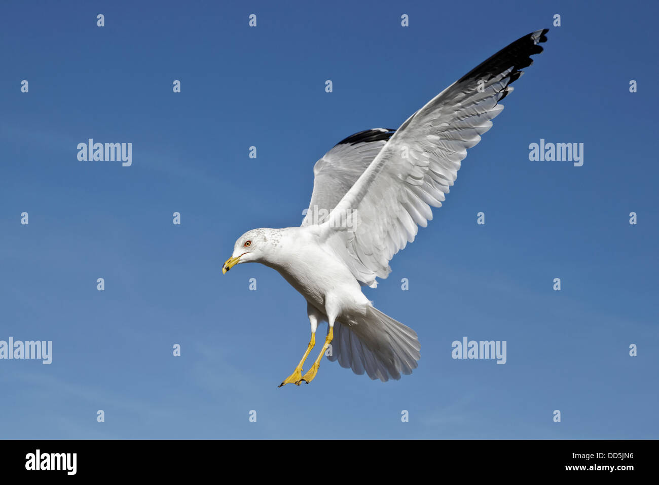 Ring billed Gull in flight with wings raised Stock Photo