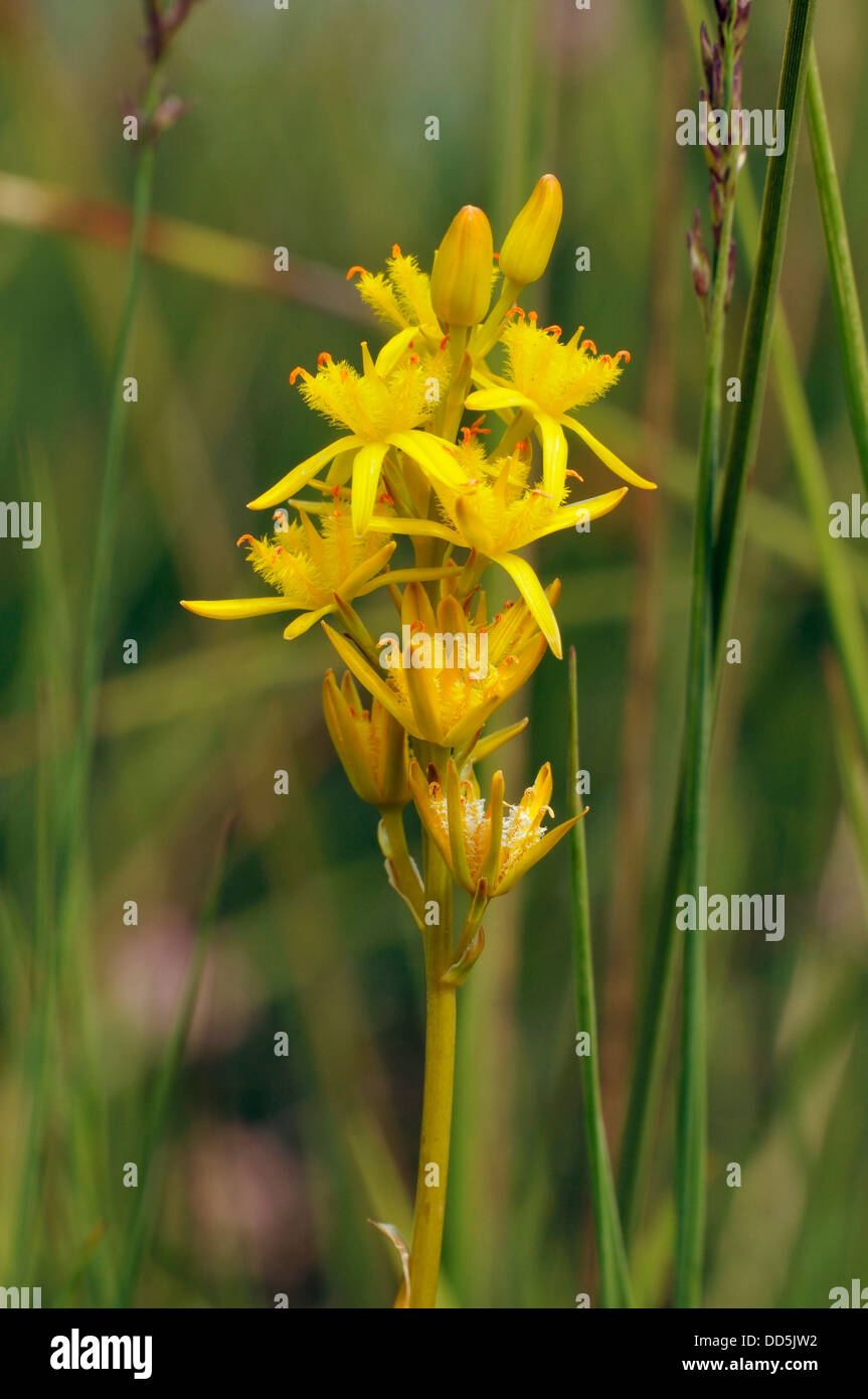 Bog Asphodel - Narthecium ossifragum Yellow Lily flower Stock Photo