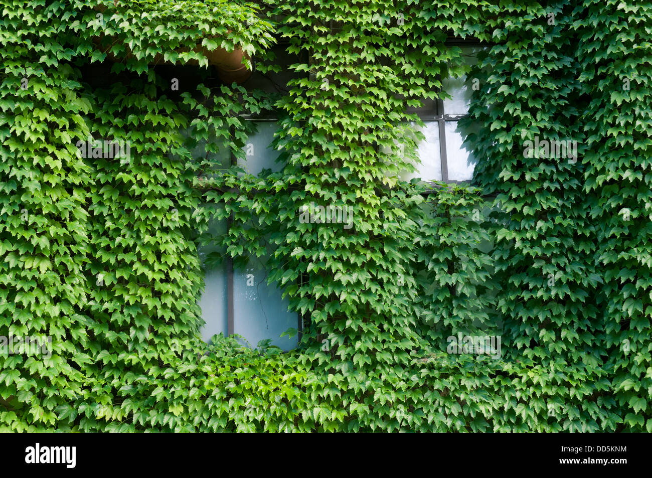 building wall with windows hidden by green ivy leafs Stock Photo