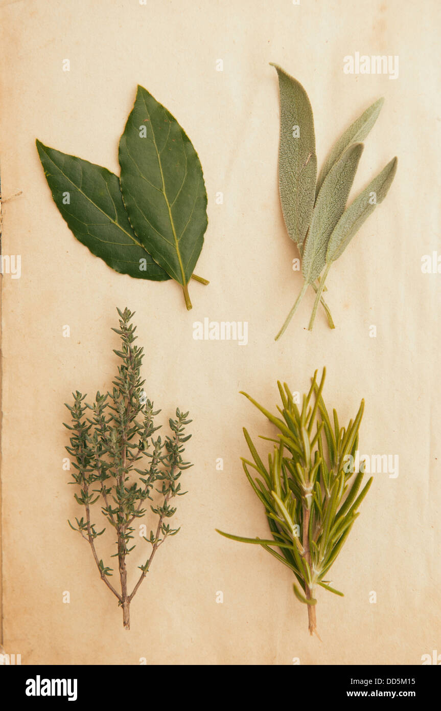 Fresh herbs on vintage paper Stock Photo