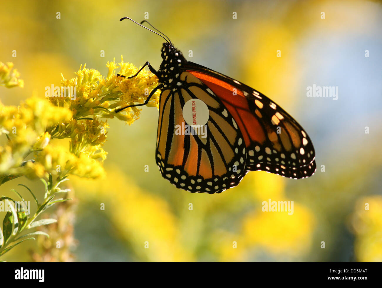 Closeup of Monarch Butterfly, Danaus plexippus, with tag to track migration between Canada and Mexico. Stock Photo