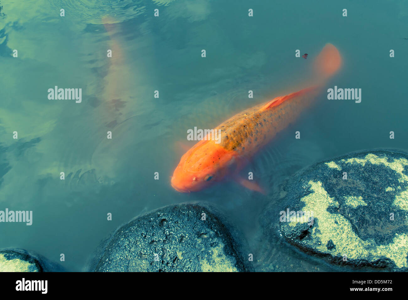 red koi fish close to stone steps in Japanese pond Stock Photo