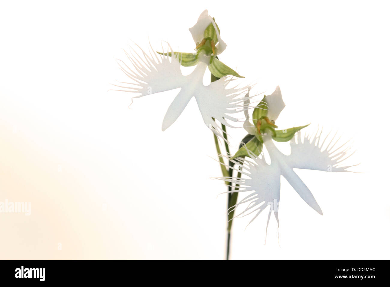 Habenaria Radiata White Egret Orchid High Resolution Stock Photography