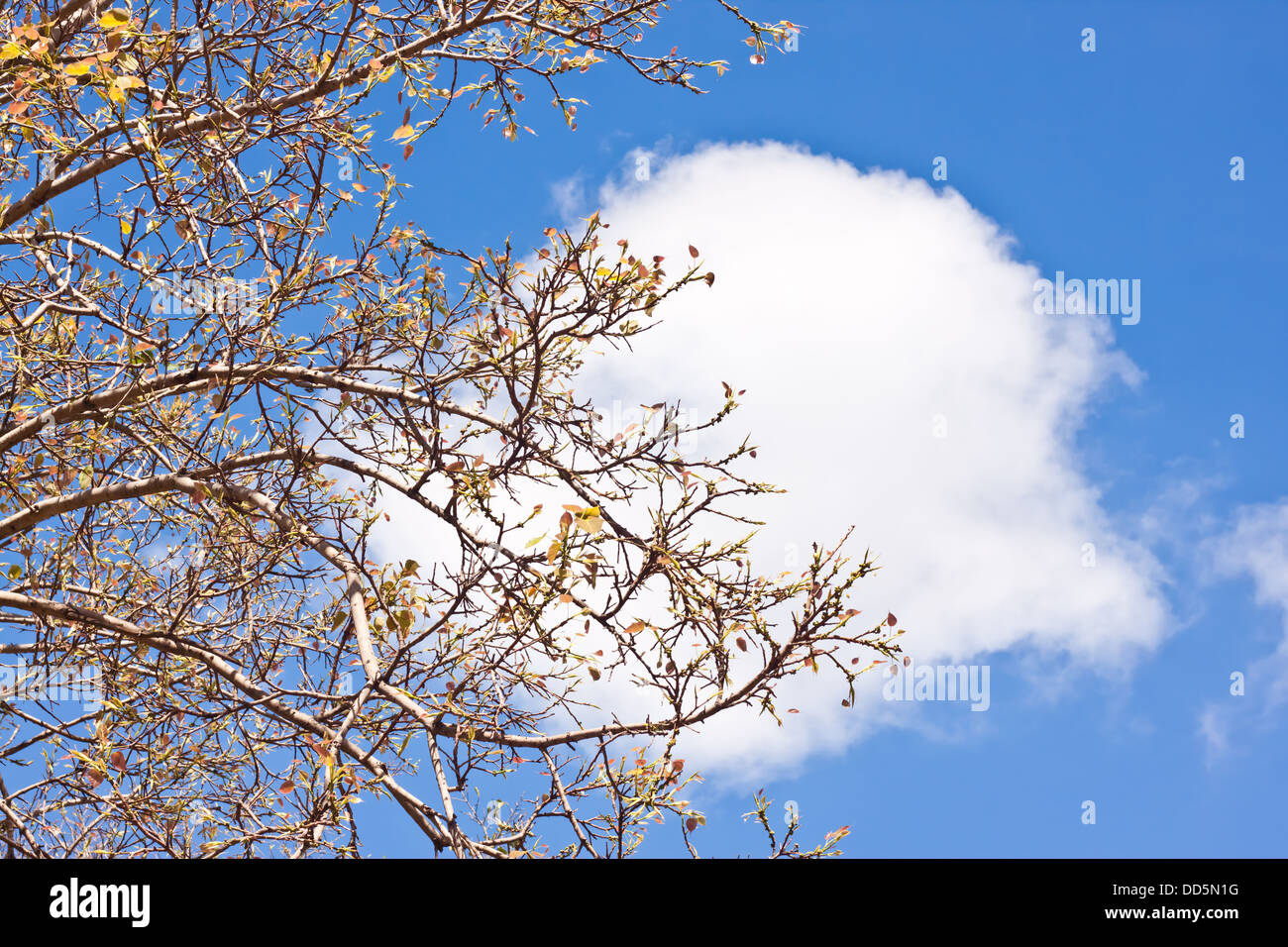 plant with blue sky Stock Photo - Alamy
