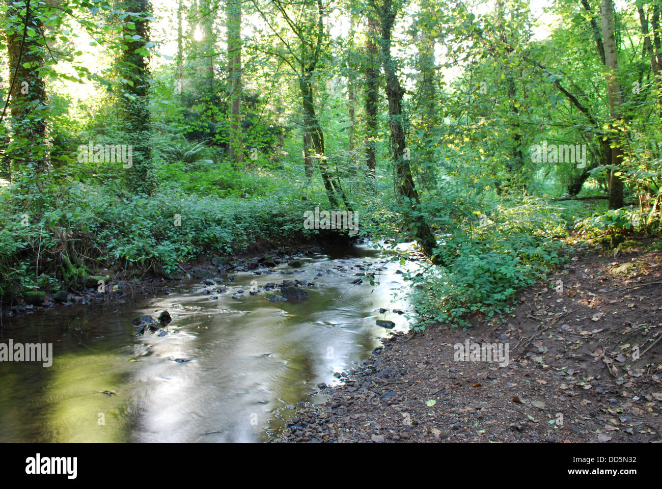 Stream at Coppice Mawr, near Chepstow Stock Photo