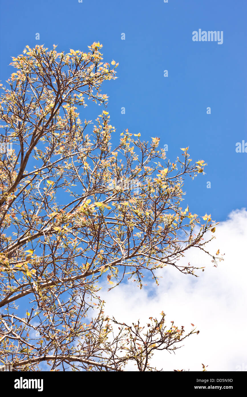 plant with blue sky Stock Photo - Alamy