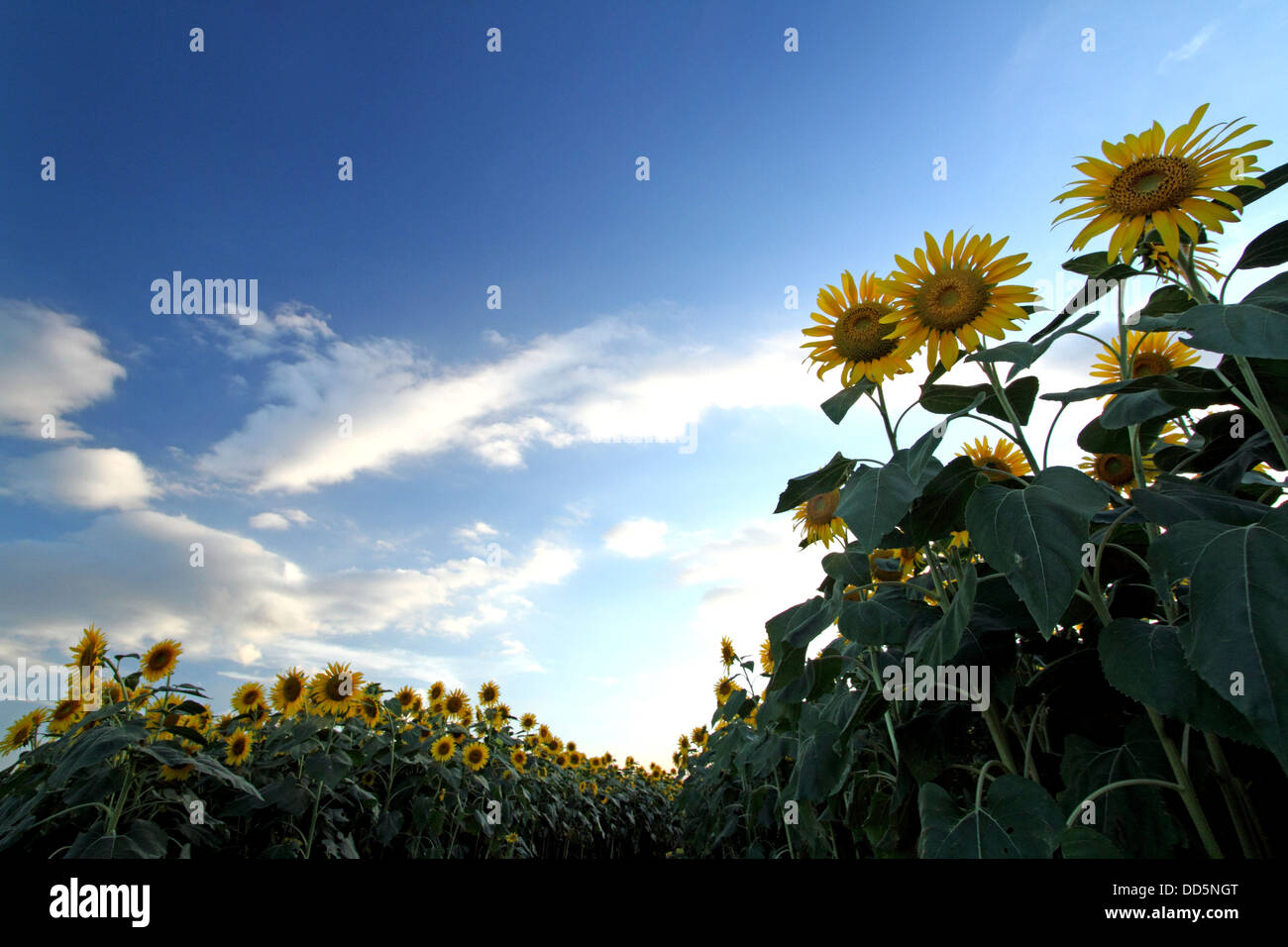 Sunflower field and sky Stock Photo - Alamy