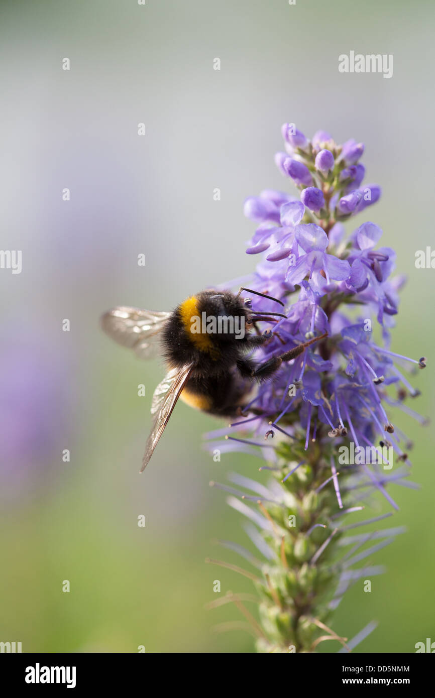 Bee on Agastache Blue Fortune Stock Photo Alamy