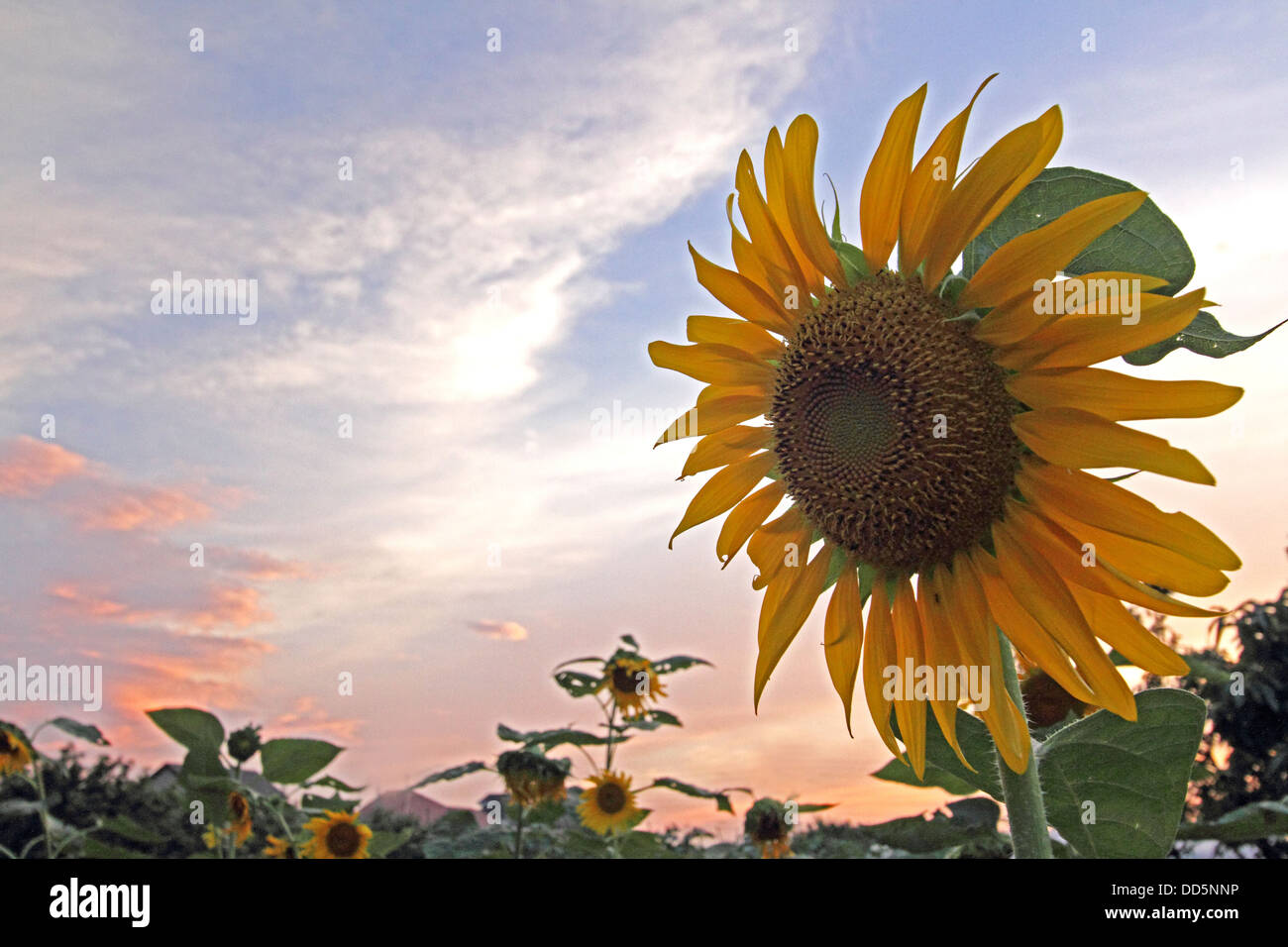 Sunflower field and sky Stock Photo - Alamy