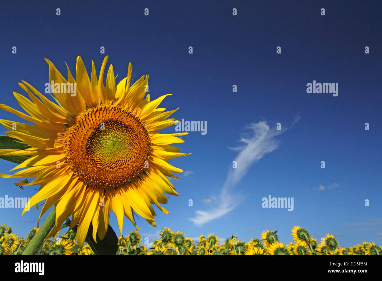 Sunflower field and sky Stock Photo - Alamy