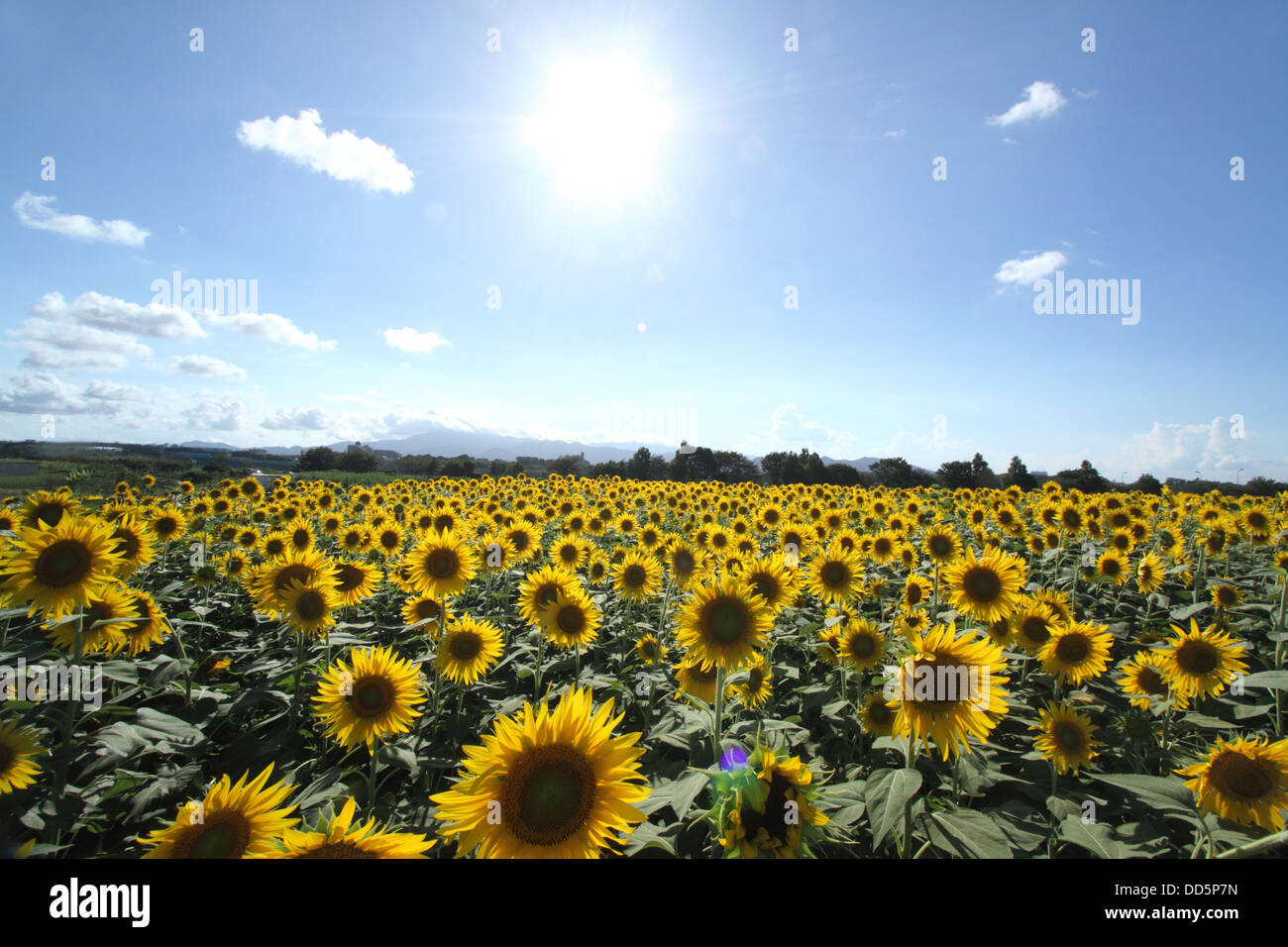 Sunflower field and sky Stock Photo - Alamy