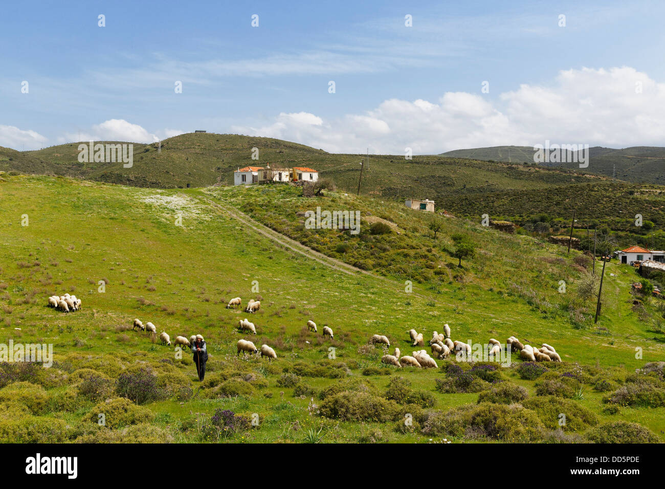 Turkey, Cesme Penisnula, Shepherd in field Stock Photo