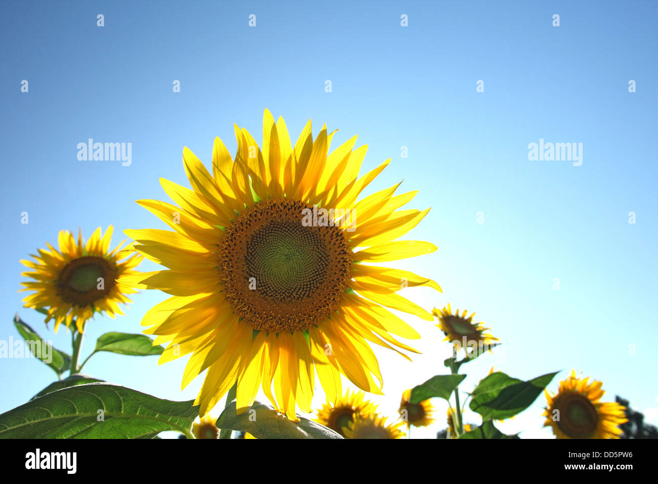 Sunflower field and sky Stock Photo - Alamy