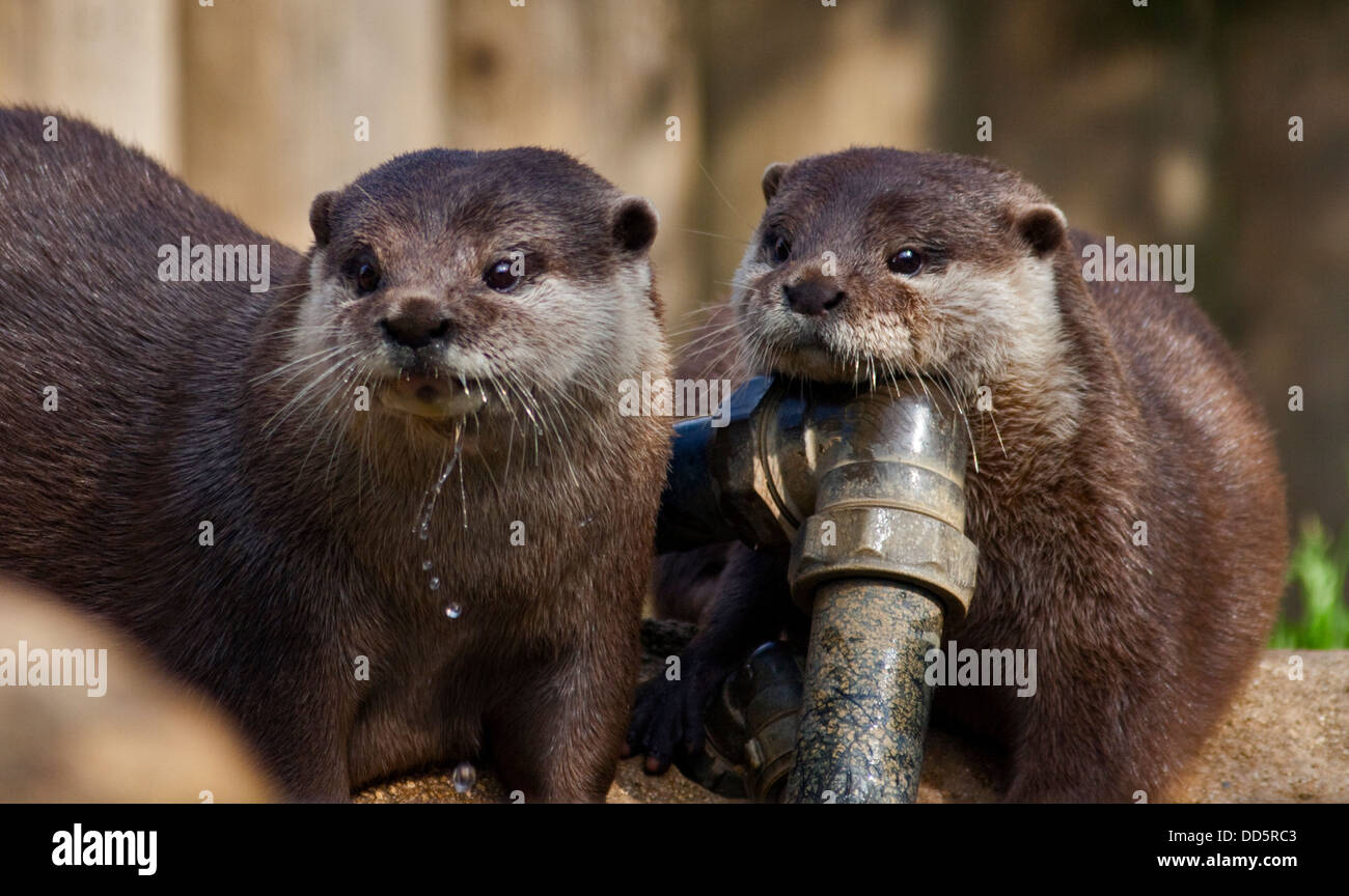 North American River Otters (lontra canadensis) Stock Photo