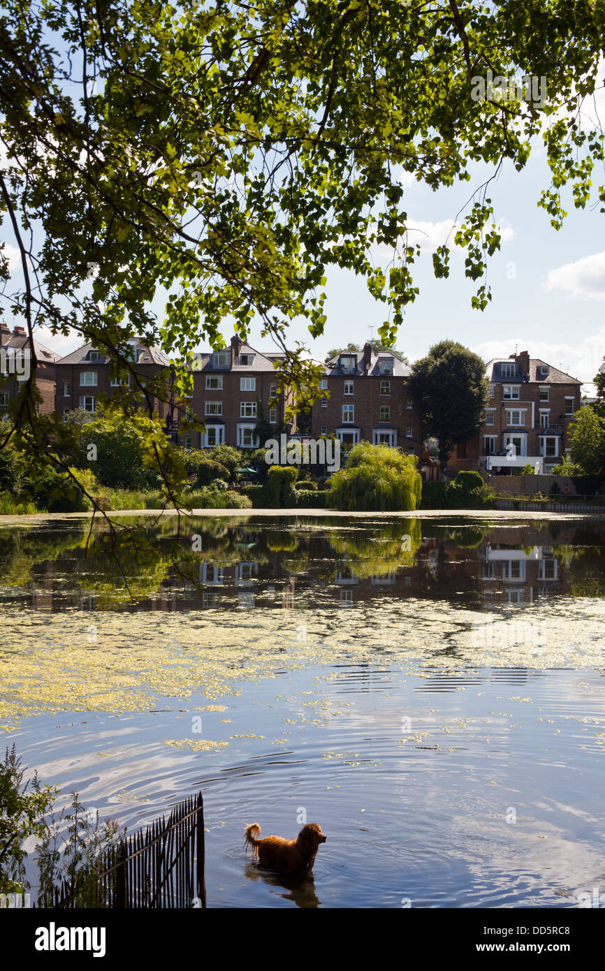 Dog in Hampstead Heath pond Stock Photo Alamy