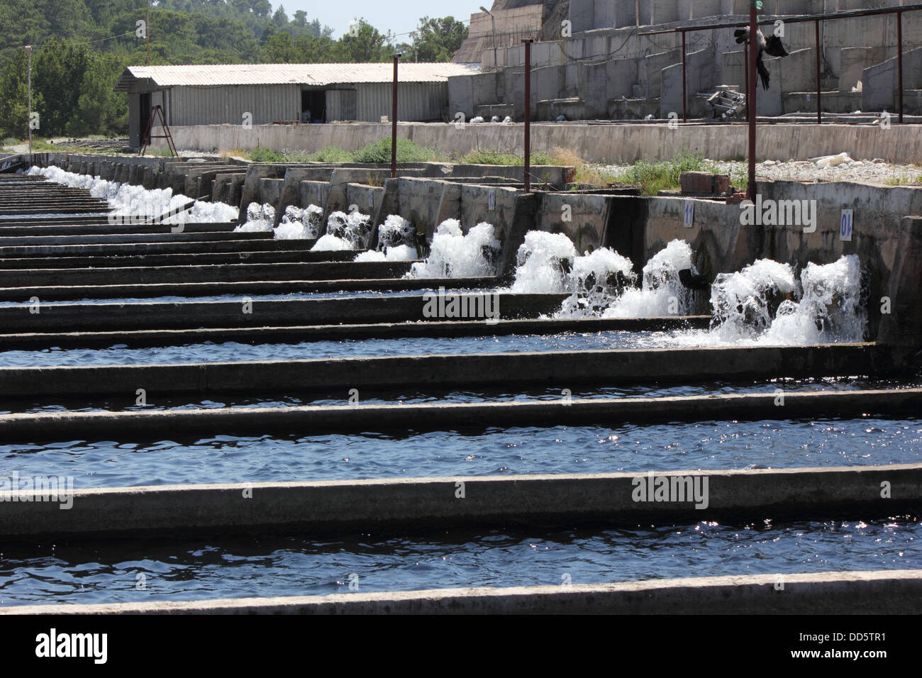 Different sized fish hires stock photography and images Alamy