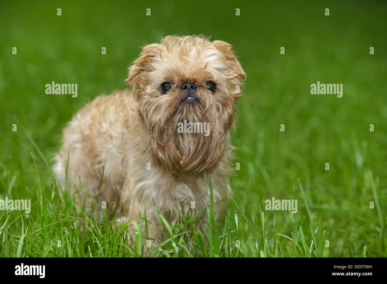 Small dog of breed the Griffon Bruxellois on walk in the summer Stock Photo
