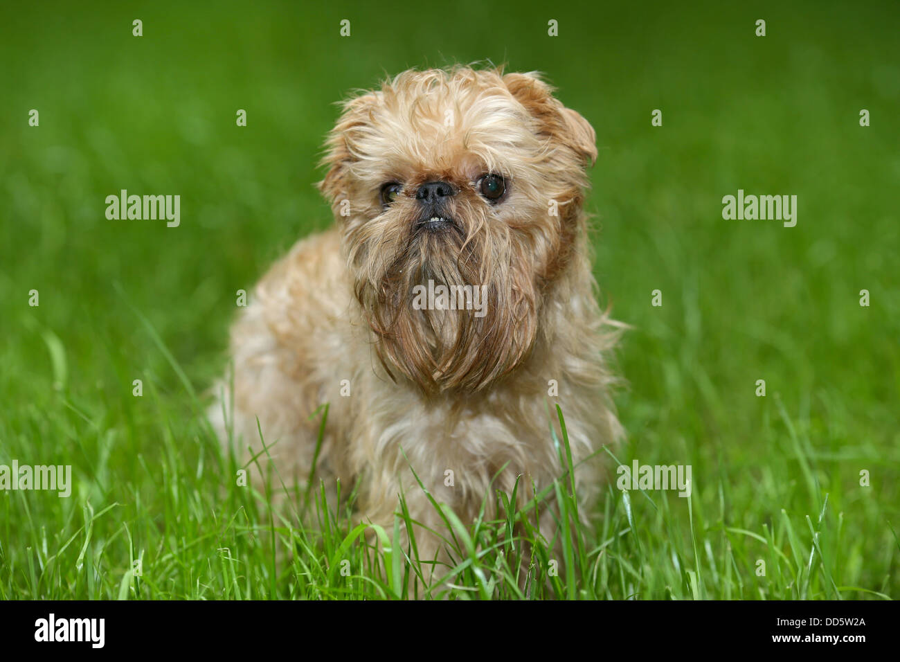 Small dog of breed the Griffon Bruxellois on walk in the summer Stock Photo