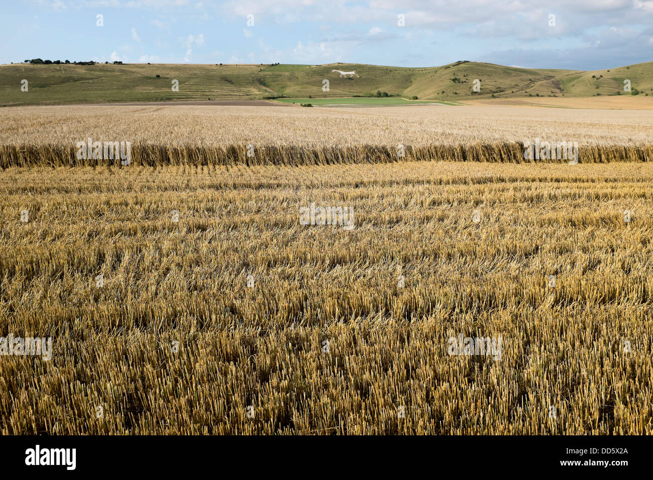 Freshly Cut Wheat Field Stock Photo