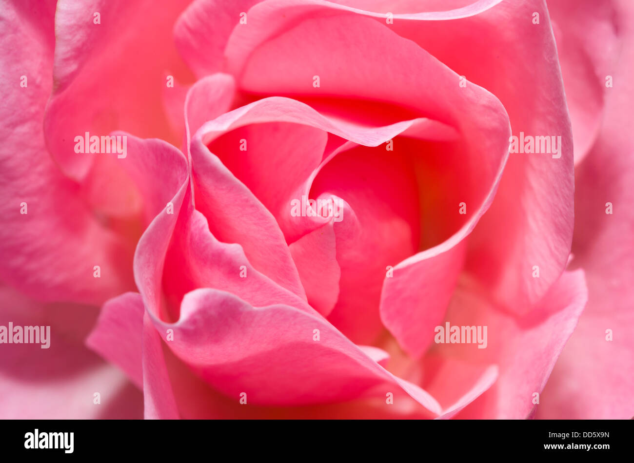 Roes closeup, flower, pink, scent, petals, beauty, gift, giving, mothers day, birthday, spring, summer, gardening, hobbies Stock Photo