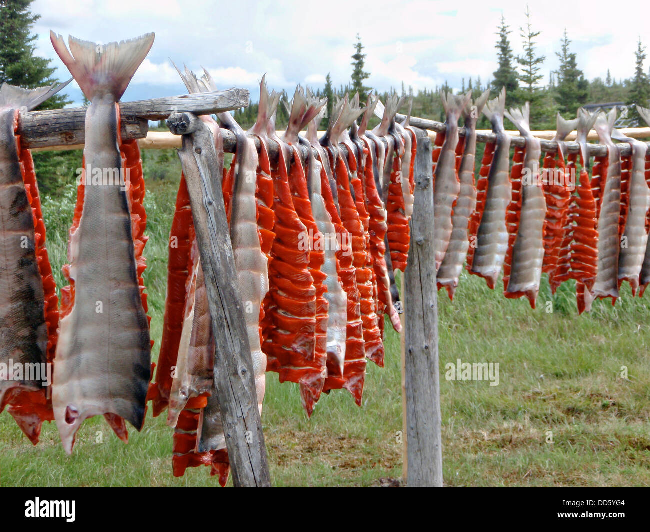 Cleaned Sockeye salmon are hung on wooden racks by Native Alaskans to