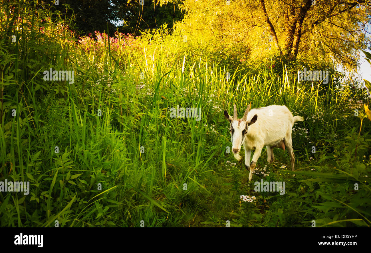 Summer view across meadow hi-res stock photography and images - Alamy