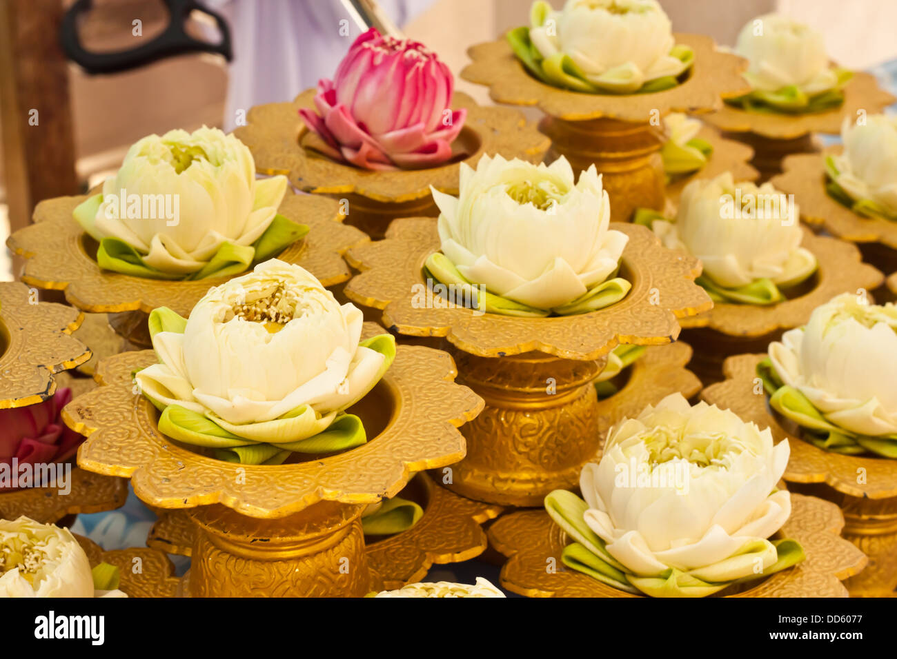 Tropical climate lotus hires stock photography and images Alamy
