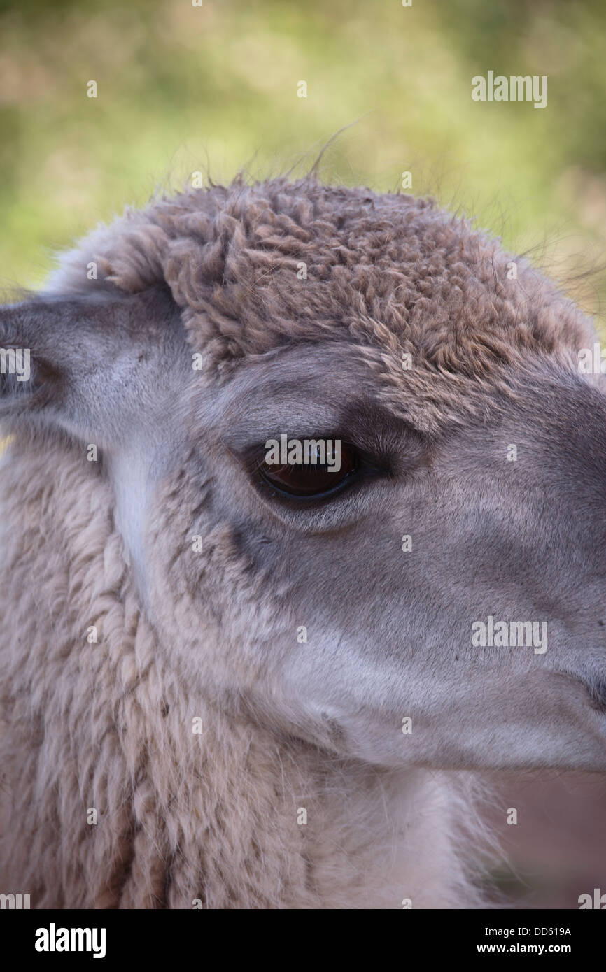 Alpaca Llama 1 Head Face Domestic Animal Cattle Breed Breeder Farm