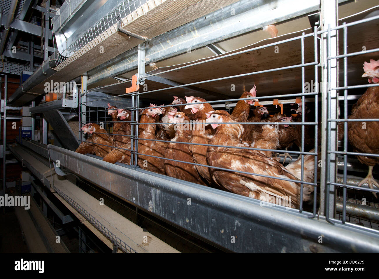 Battery farm hens, UK. Stock Photo